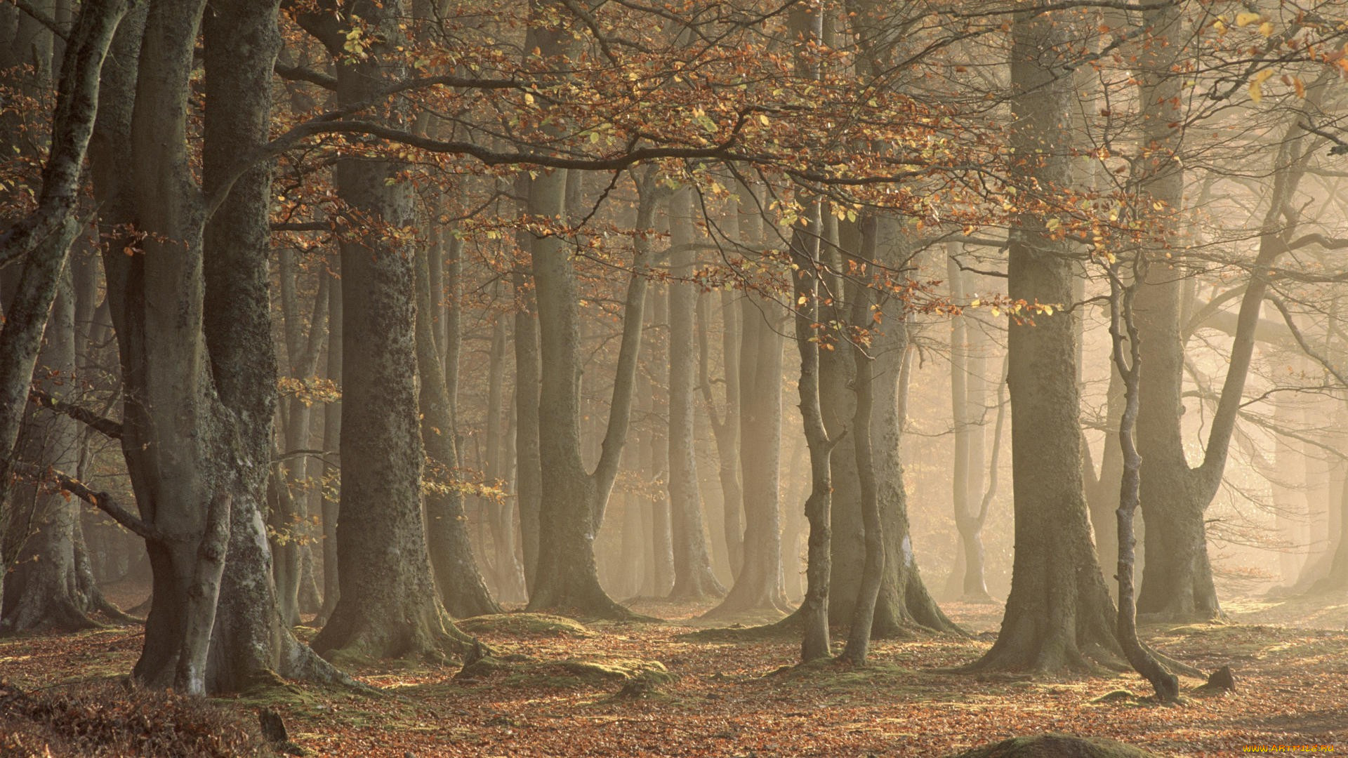 forest, , , , 